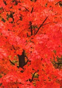 "Autumn Maple" by Bill Nitzke, Cottage Grove WI - Photography